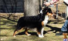 australian shepherd puppy posted by Yosemite _Shepherds